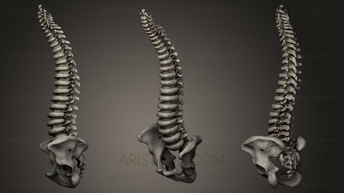 Anatomy of skeletons and skulls (ANTM_0023) 3D model for CNC machine